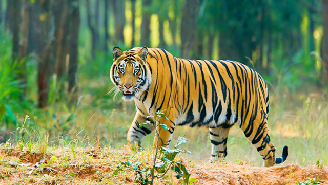 সুন্দরবনে বাঘের সংখ্যা বেড়েছে