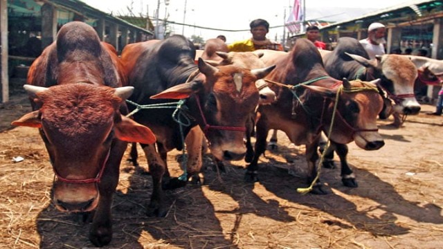 কুমিল্লায় বসছে ৪০৯টি পশুর হাট