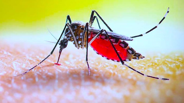২৪ ঘণ্টায় ডেঙ্গুতে ৩ জনের মৃত্যু, হাসপাতালে ভর্তি ৪২৫