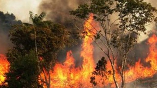 সুন্দরবনের আগুন নিয়ন্ত্রণে